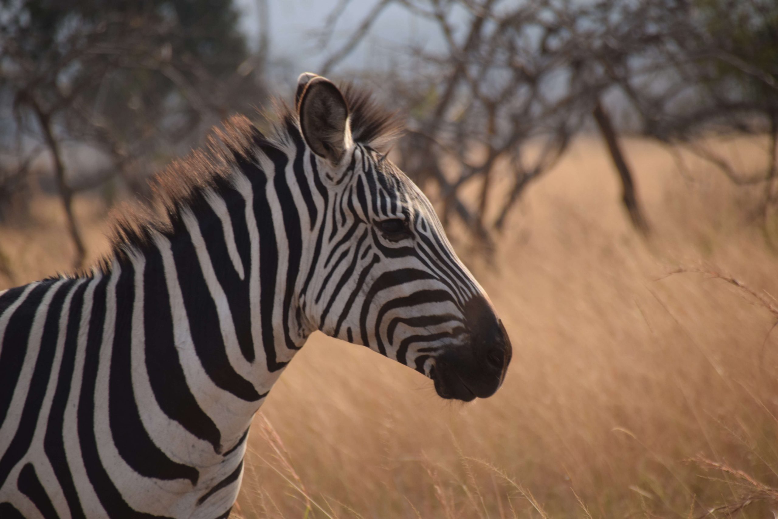2 Days Akagera National park  Wildlife Safari Tour