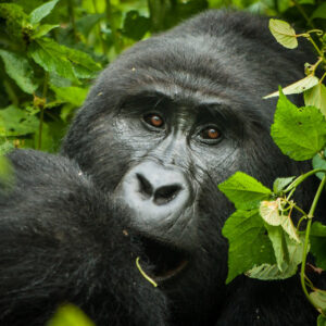 7 Days Luxury Uganda Safari – Gorillas, Wildlife & Culture
