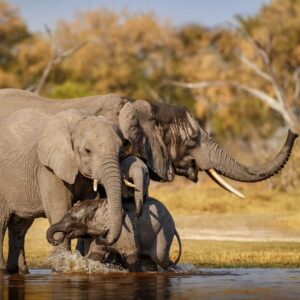 3 Days Amboseli Elephant Safari