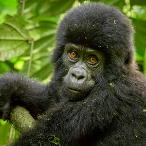 3 Days Bwindi Gorilla Experience