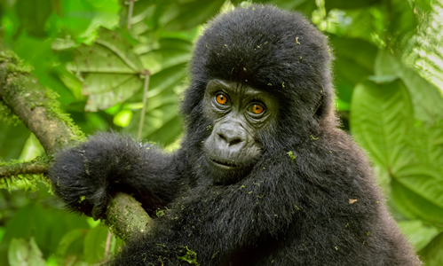 7 Days Luxury Uganda Safari – Gorillas, Wildlife & Culture - Image 3