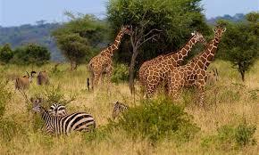 4 Days Maasai Mara Wildlife Safari - Image 5