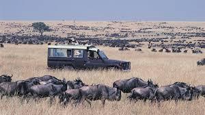 4 Days Maasai Mara Wildlife Safari - Image 2