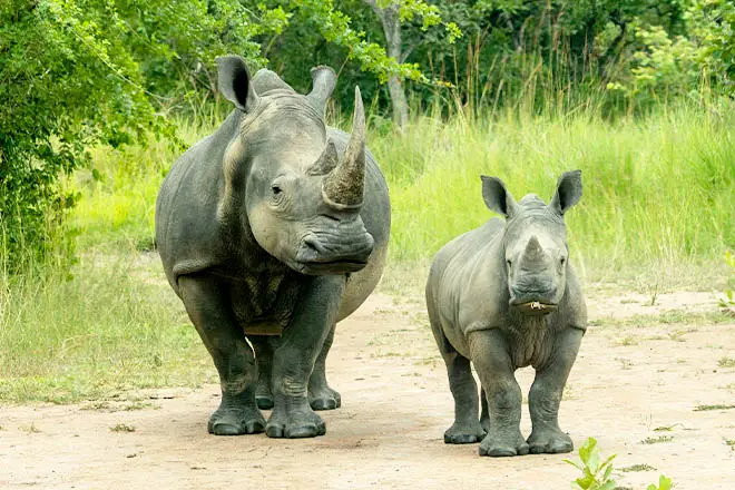 4 Days Ziwa Rhino Sanctuary & Murchison Falls Safari