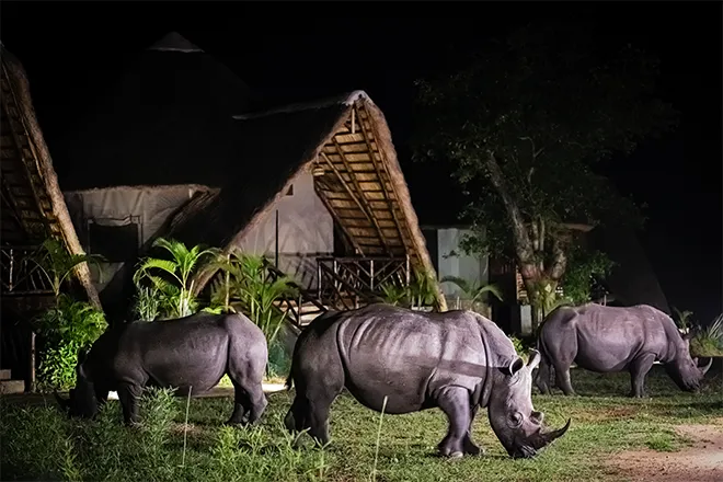4 Days Ziwa Rhino Sanctuary & Murchison Falls Safari - Image 3